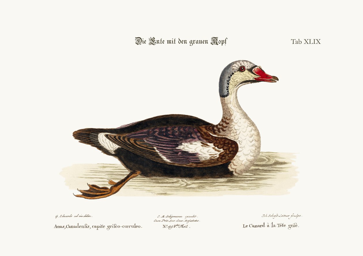 El pato de cabeza gris, 1749-73 de George Edwards