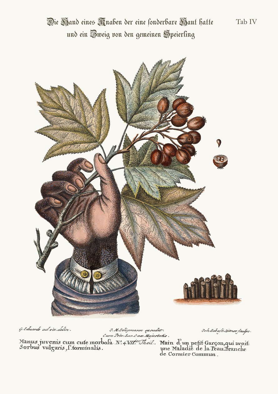 La Mano de un Niño con Piel Enferma, y una Rama del Árbol de Servicio Común, 1749-73 de George Edwards