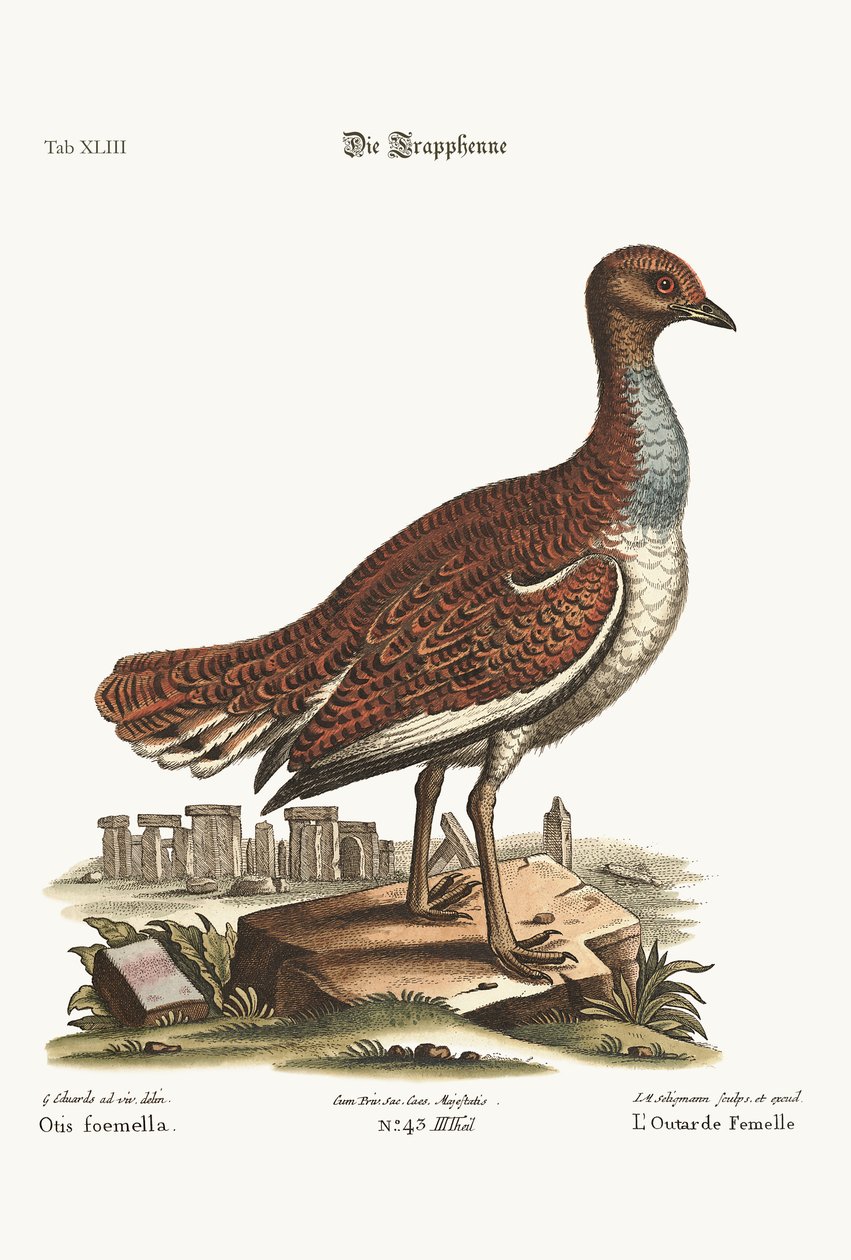 La avutarda hembra, 1749-73 de George Edwards