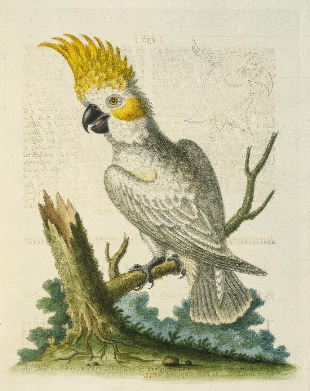 El cacatúa blanco menor con cresta amarilla de George Edwards