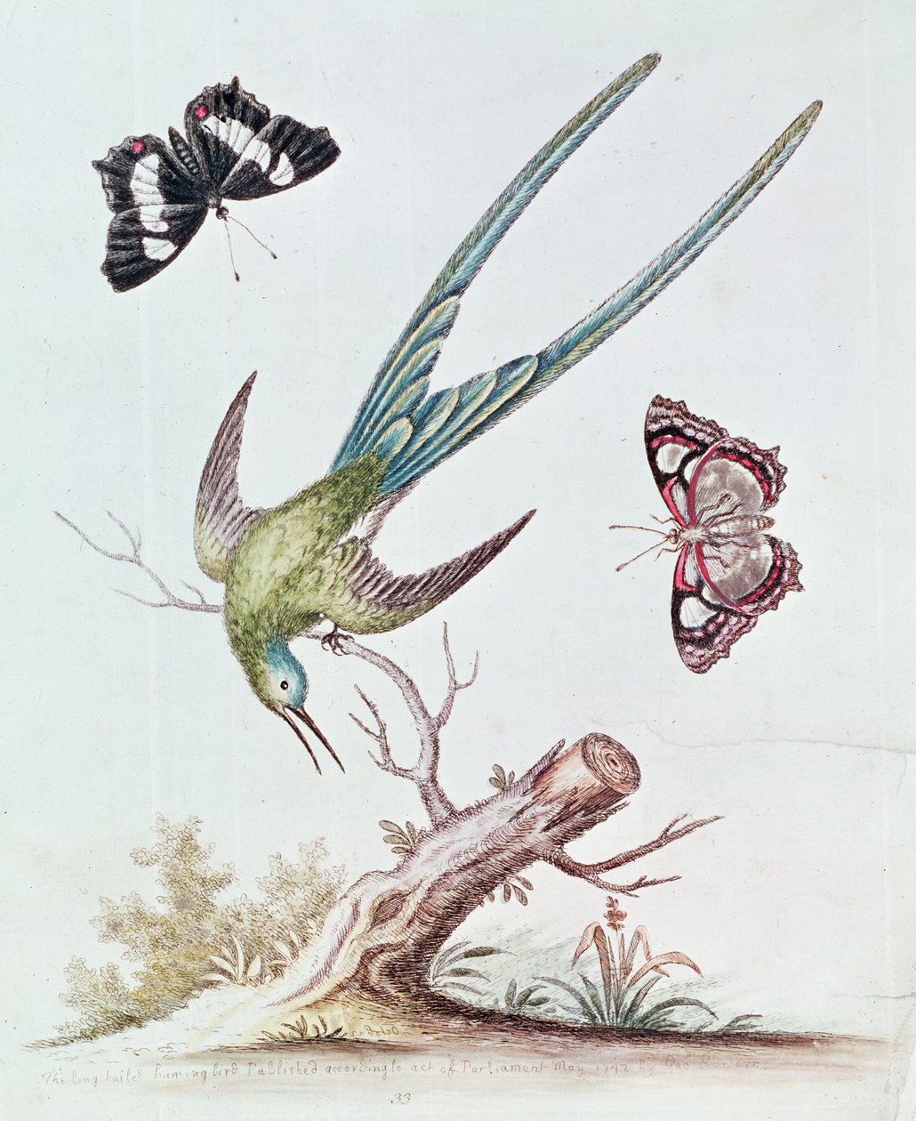 El colibrí de cola larga, 1742 de George Edwards