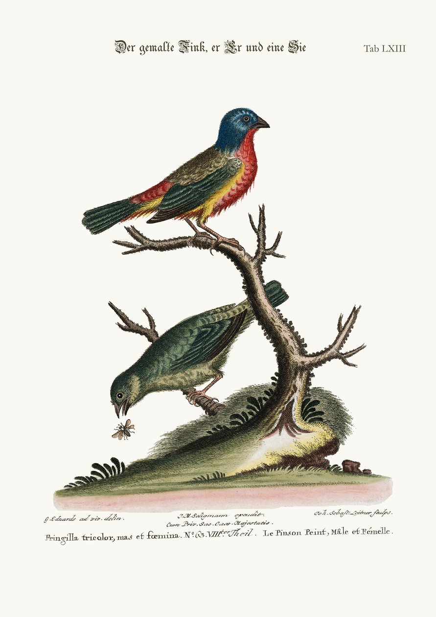 El Pinzón Pintado, Macho y Hembra, 1749-73 de George Edwards