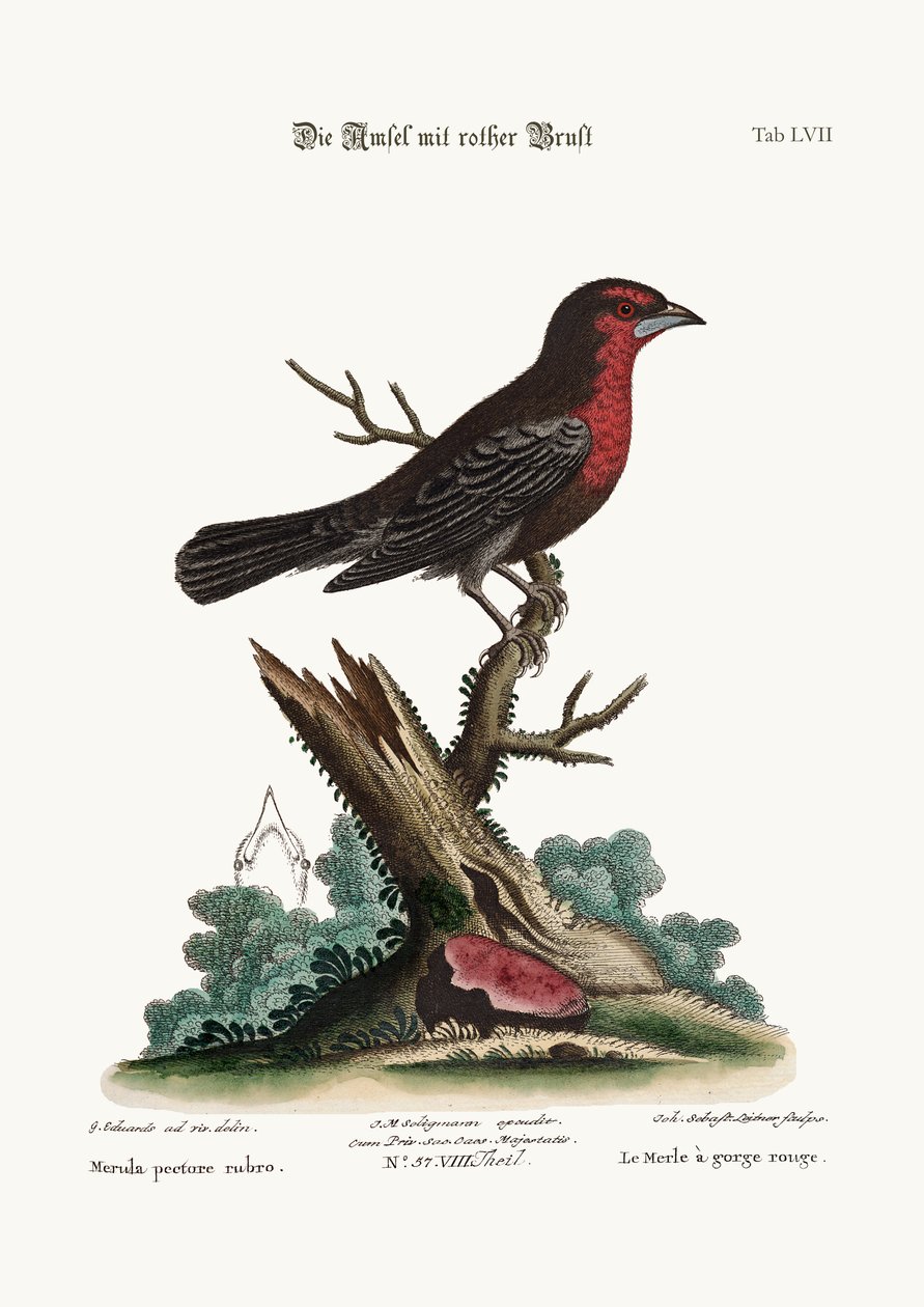 El Mirlo Pechirrojo, 1749-73 de George Edwards