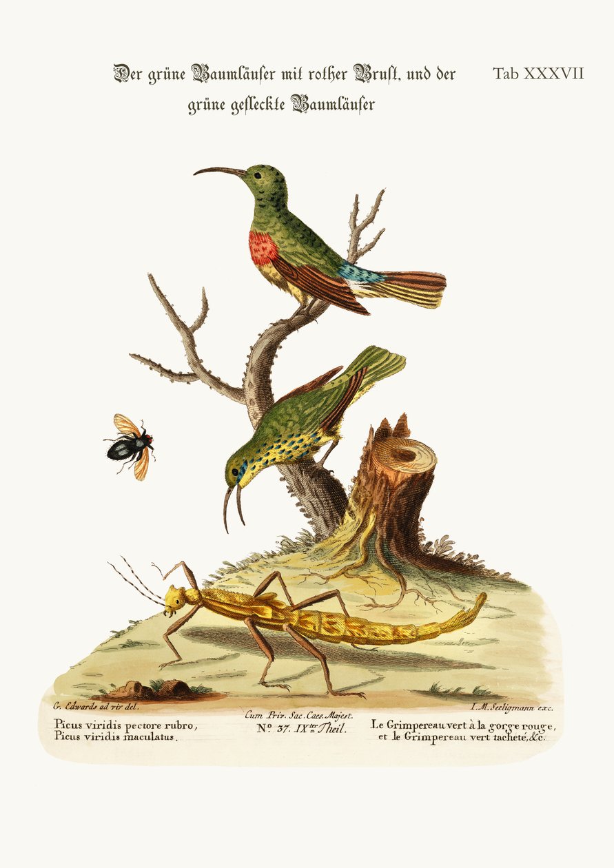 El Trepador Verde Pechirojo y el Trepador Verde Manchado, 1749-73 de George Edwards