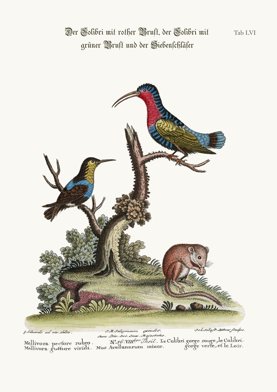 El Colibrí Pechirrojo, el Colibrí de Garganta Verde y el Lirón de George Edwards