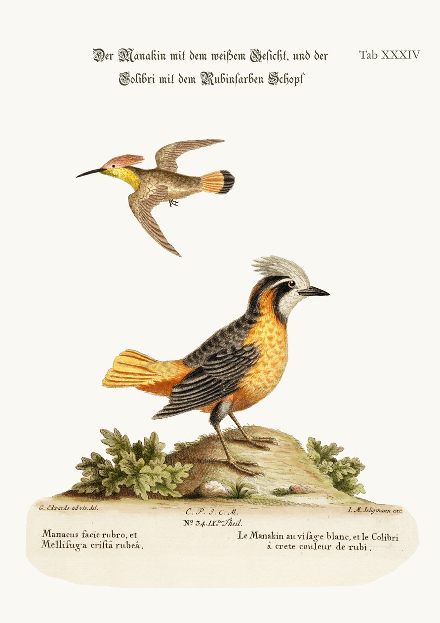 El Manakin de cara blanca y el colibrí de cresta rubí, 1749-73 de George Edwards