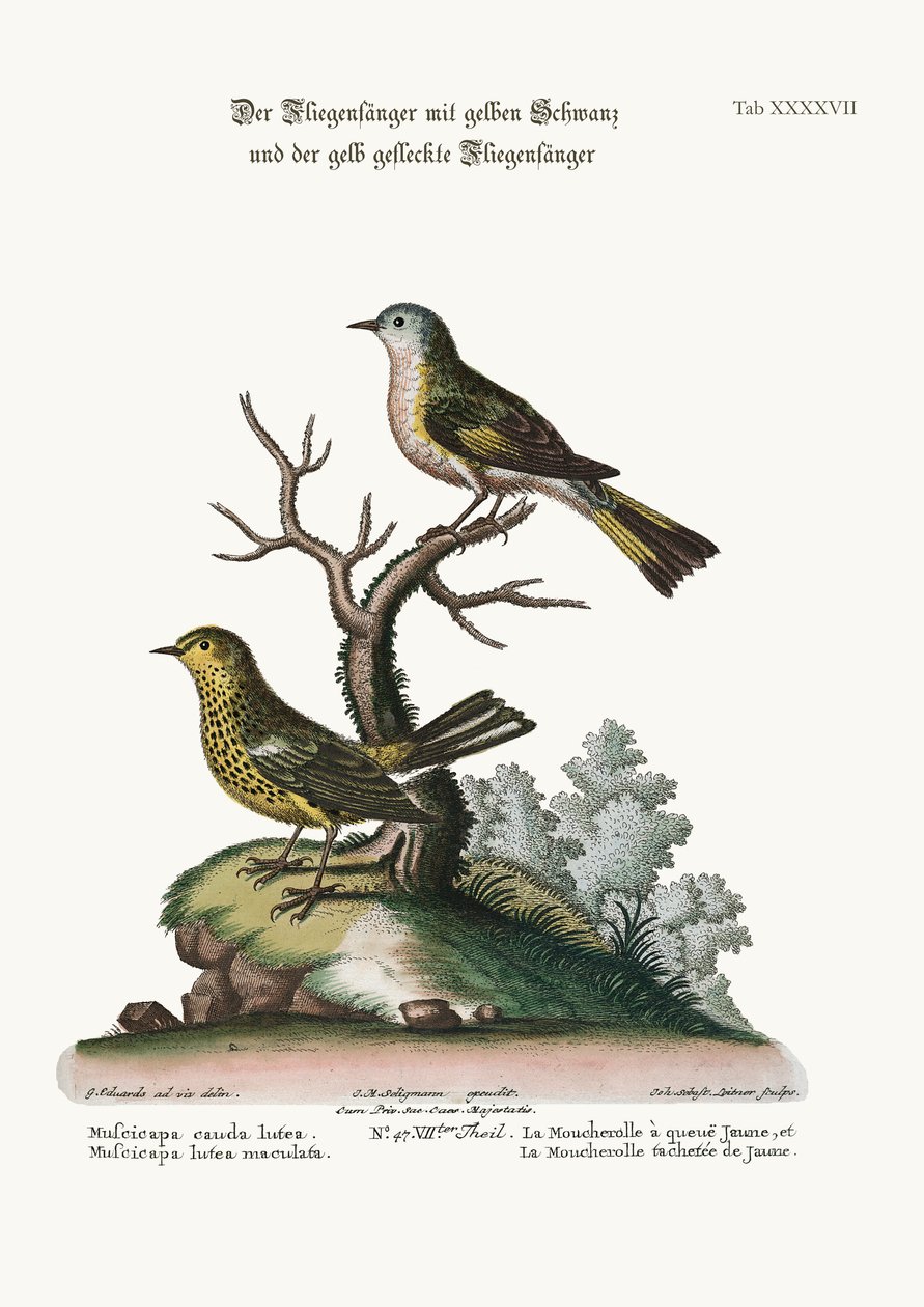 El papamoscas de cola amarilla y el papamoscas amarillo moteado, 1749-73 de George Edwards
