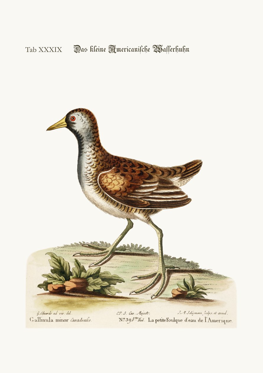 La pequeña Gallineta Americana, 1749-73 de George Edwards