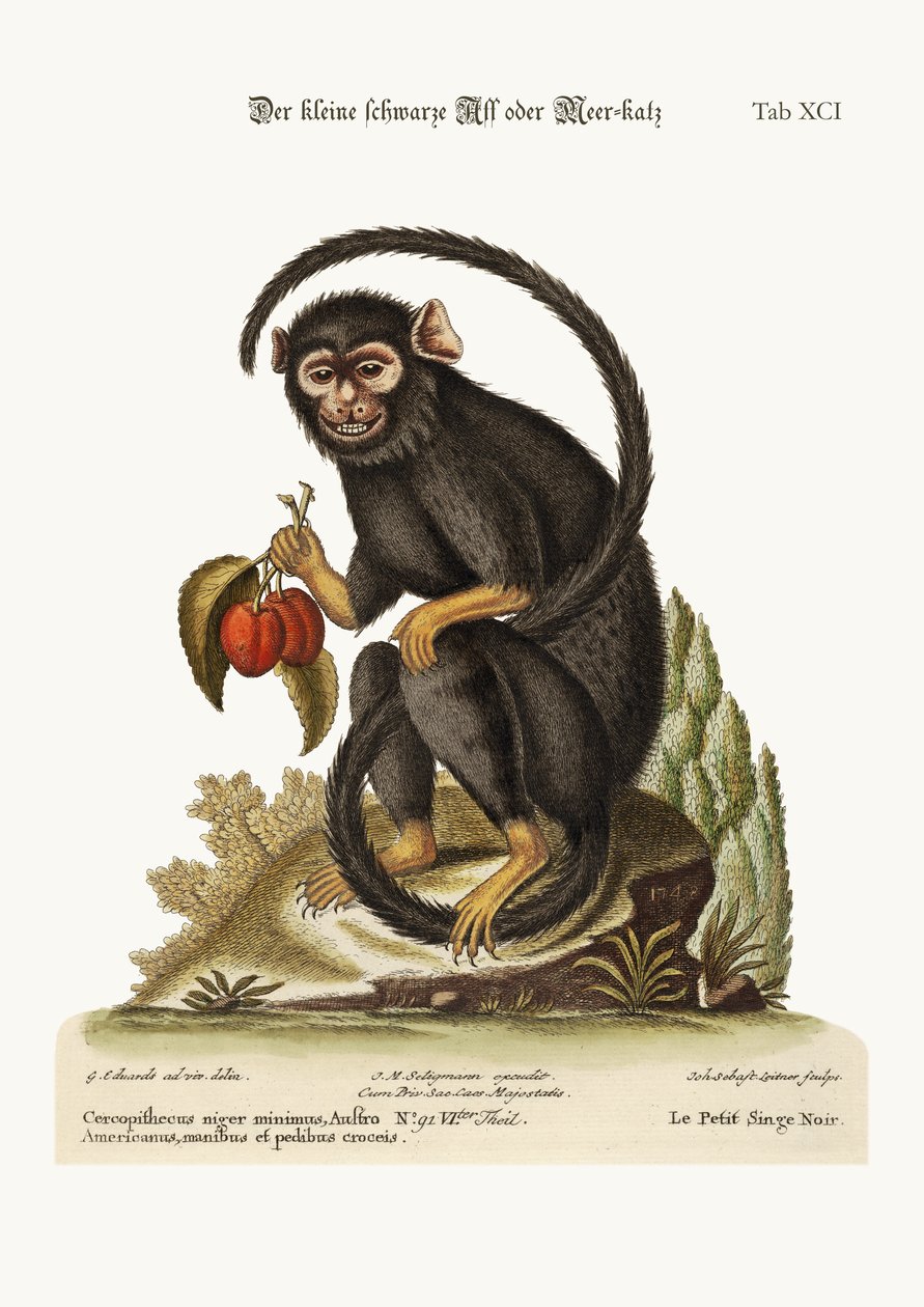 El pequeño mono negro, 1749-73 de George Edwards
