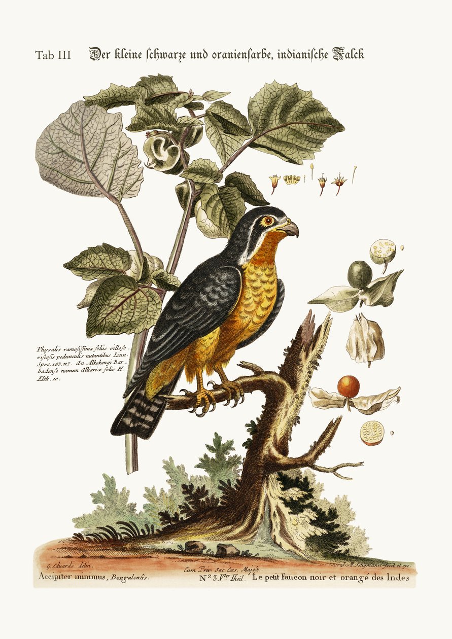 El pequeño halcón indio negro y naranja, 1749-73 de George Edwards