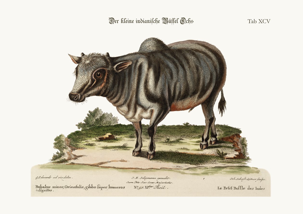 El pequeño búfalo indio, 1749-73 de George Edwards