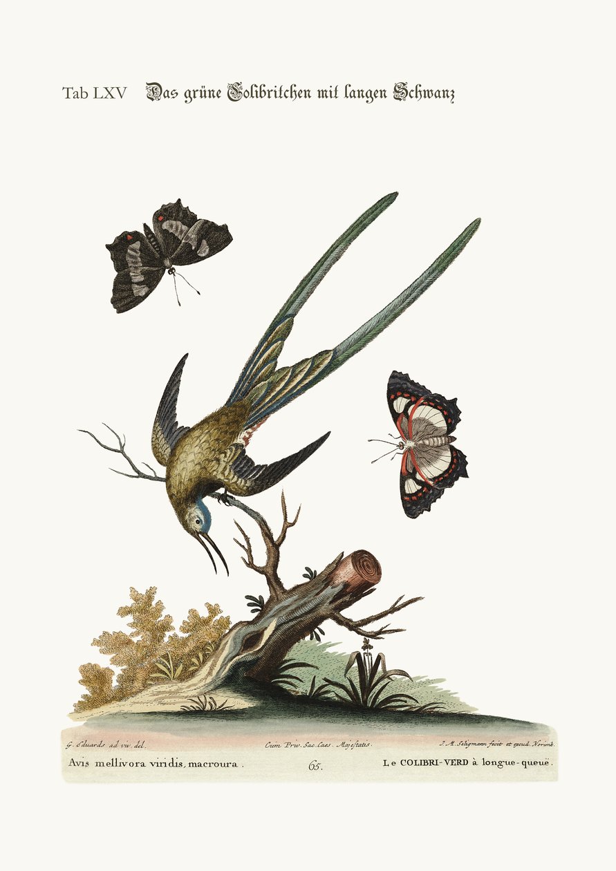 El colibrí verde de cola larga, 1749-73 de George Edwards