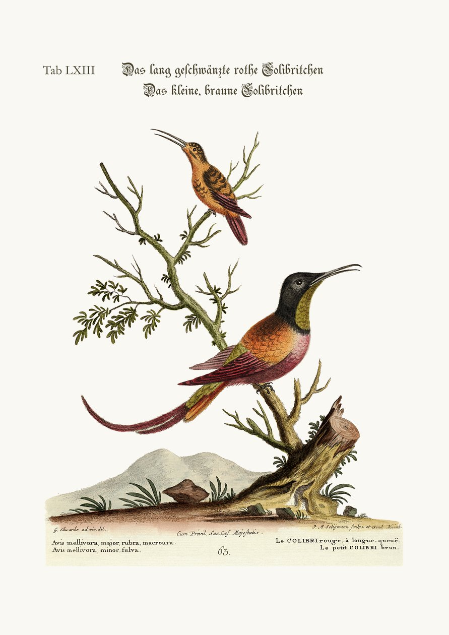 El colibrí de cola larga roja. El pequeño colibrí marrón, 1749-73 de George Edwards