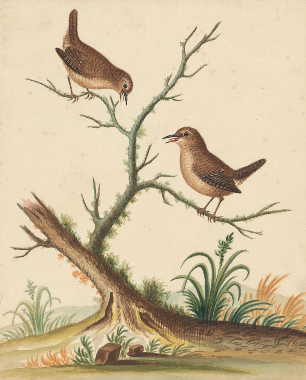 [Dos pájaros] de George Edwards