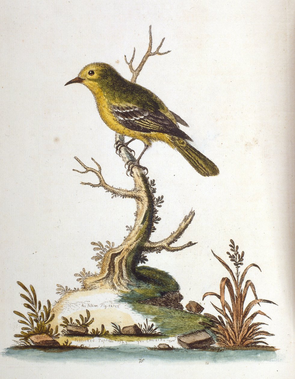 Aquarellillustration aus einem Buch seltener Vögel von G. Edwards 1750 von George Edwards