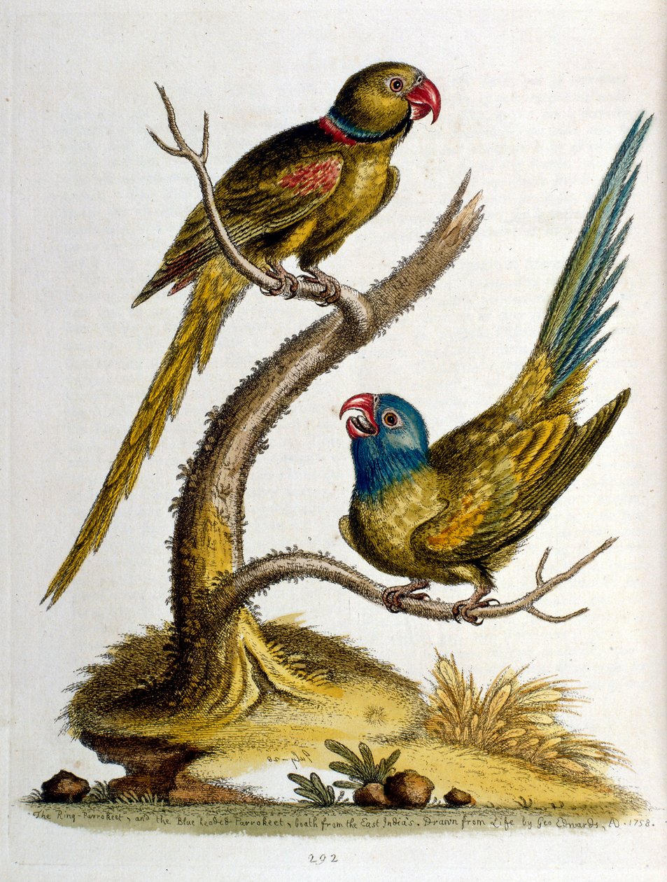 Ilustración en acuarela de un libro de aves raras de G Edwards 1750. George Edwards (1694-1773) fue un naturalista y ornitólogo británico. Viajó mucho por Europa, estudiando la historia natural y las aves en particular. Obtuvo cierto reconocimiento de George Edwards