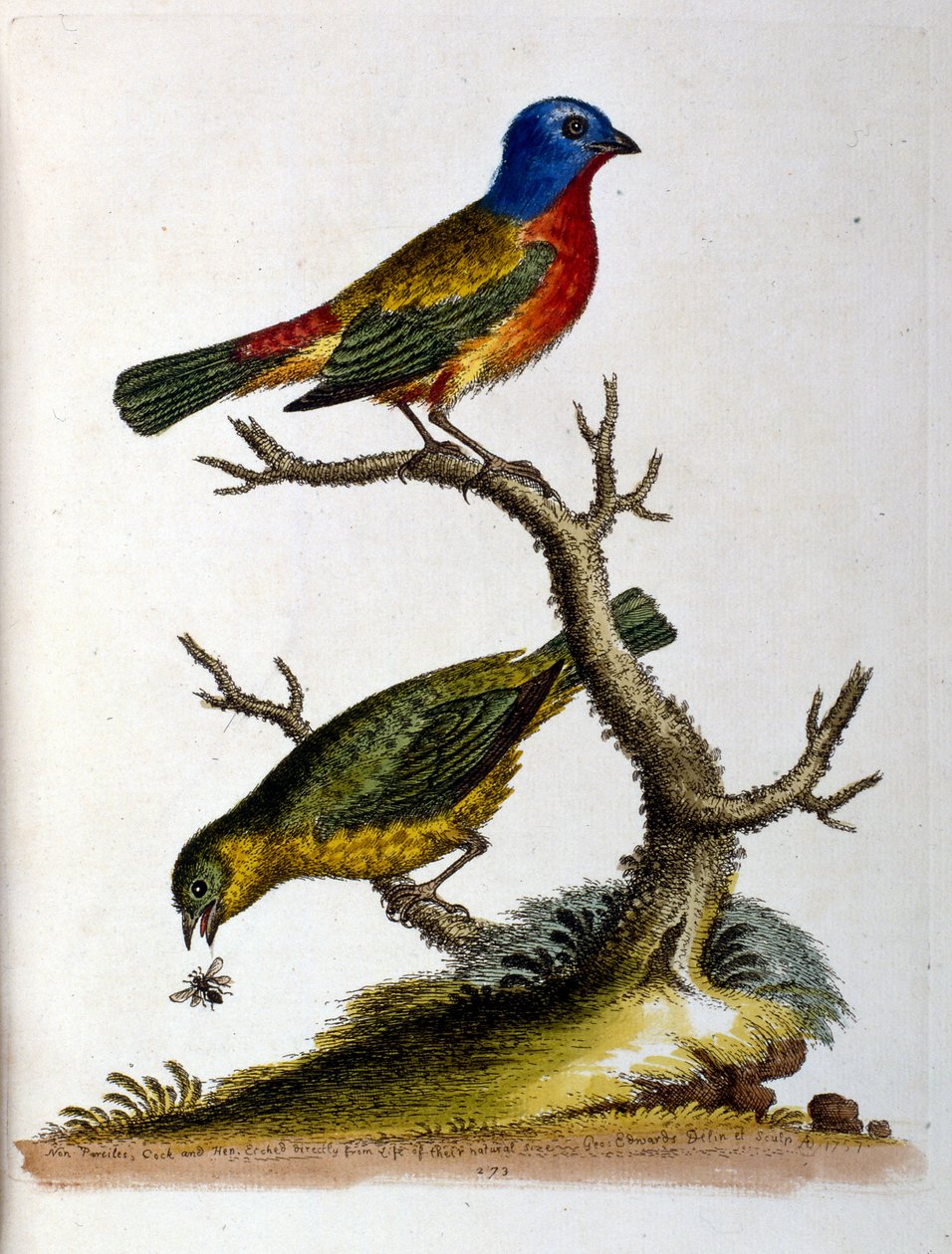 Aquarellillustration aus einem Buch seltener Vögel von George Edwards