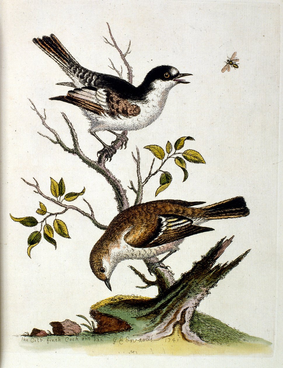 Aquarellillustration aus einem Buch seltener Vögel von George Edwards