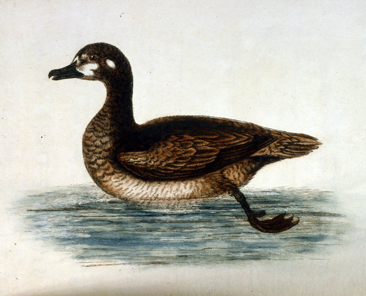  de George Edwards