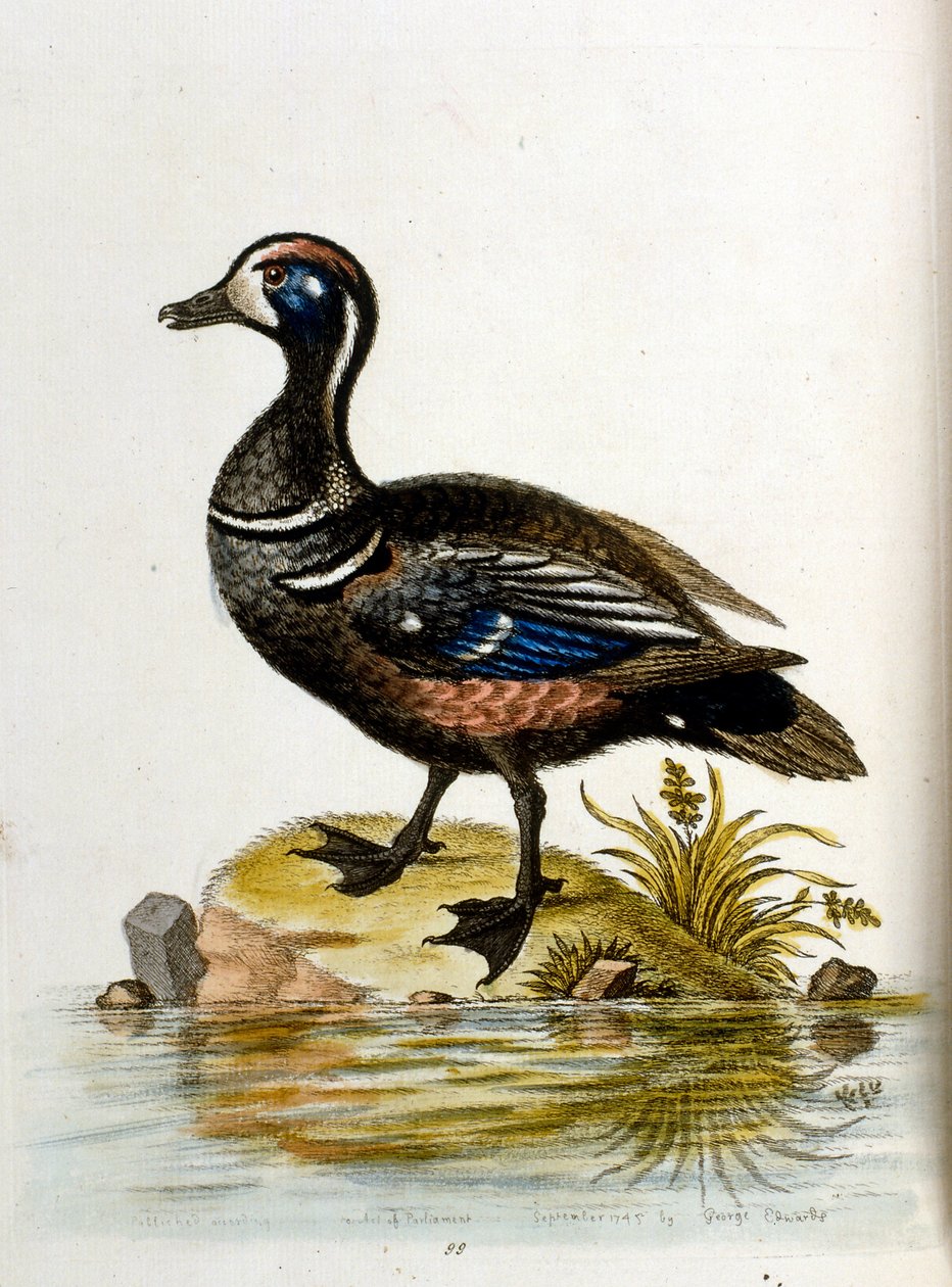  de George Edwards