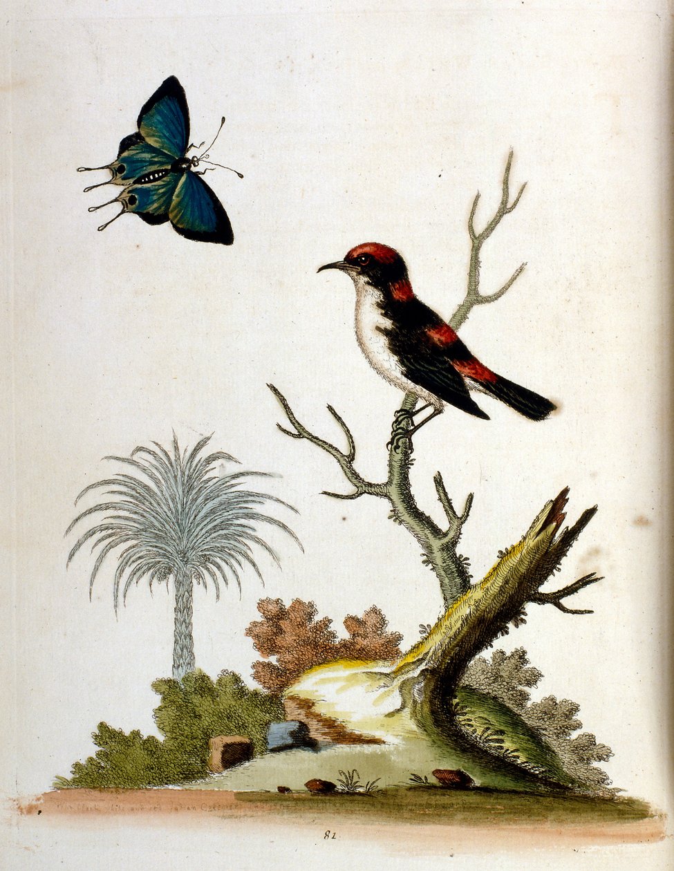  de George Edwards