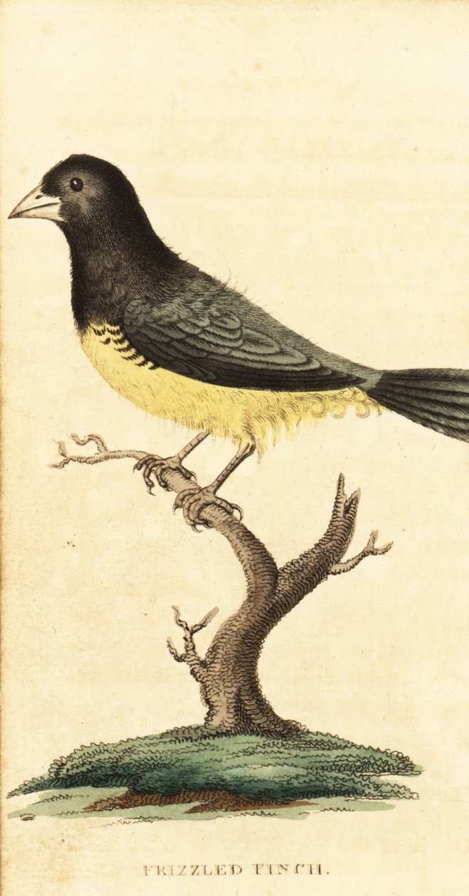 Sporophila nigricollis, 1800 (grabado) de George Edwards