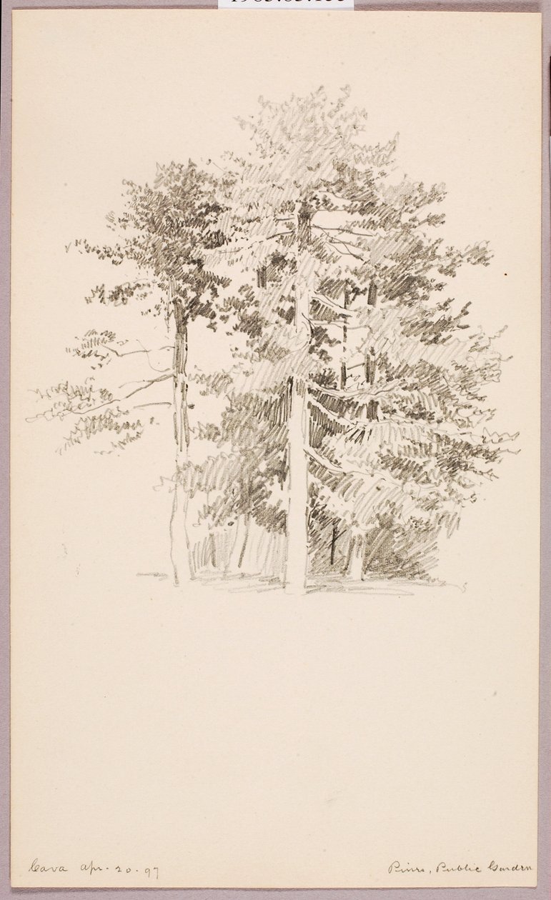 Pinos, Jardín público de George Elbert Burr