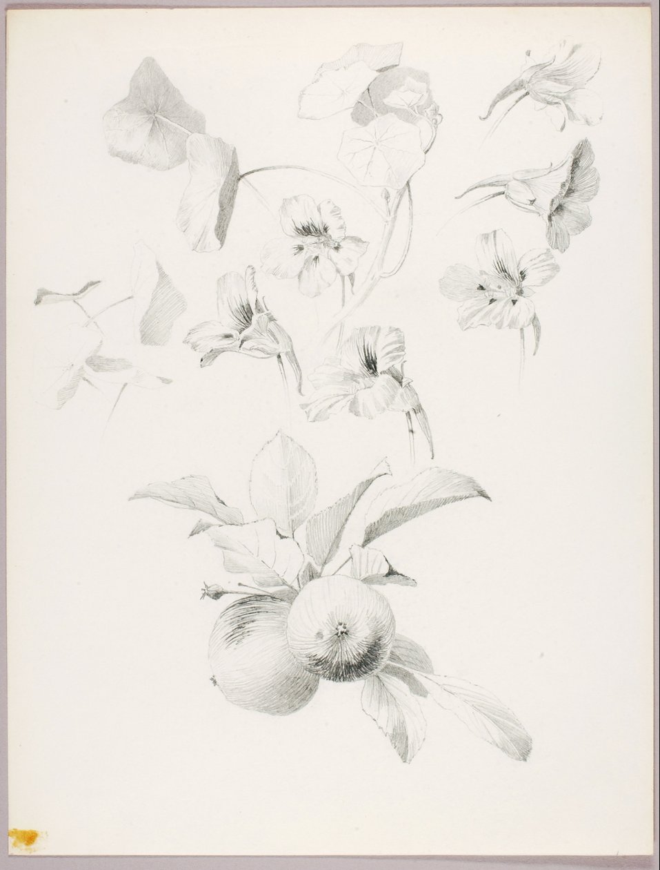 Sin título (Estudio botánico) de George Elbert Burr