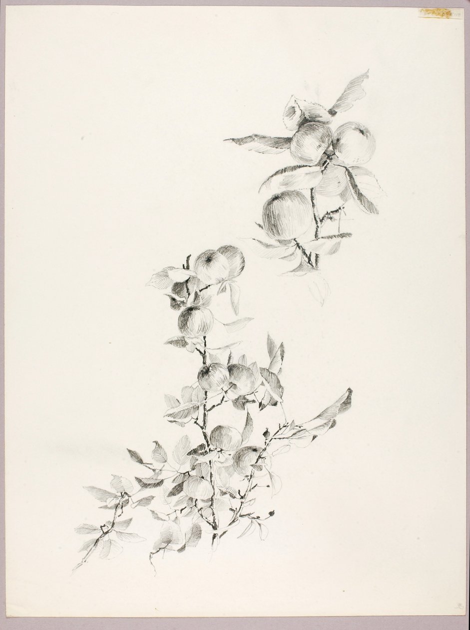 Sin título (Ramas de manzano) de George Elbert Burr