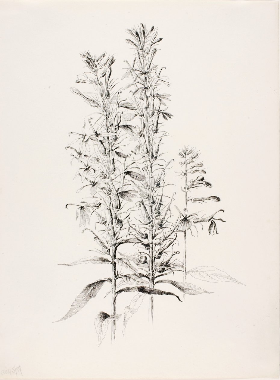 Sin título (Flor cardenalicia, Lobelia cardinalis) de George Elbert Burr