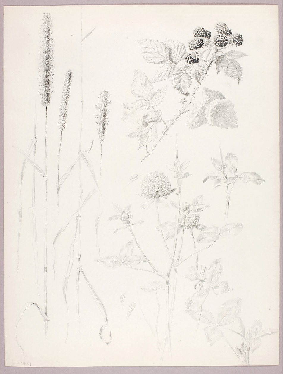 Sin título (espadañas, tréboles y zarzamoras) de George Elbert Burr
