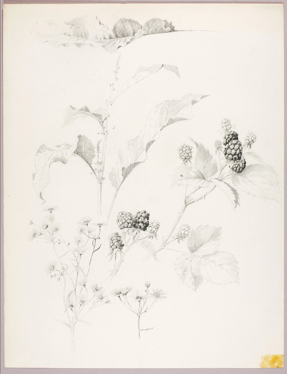 Sin título (Margaritas y moras) de George Elbert Burr