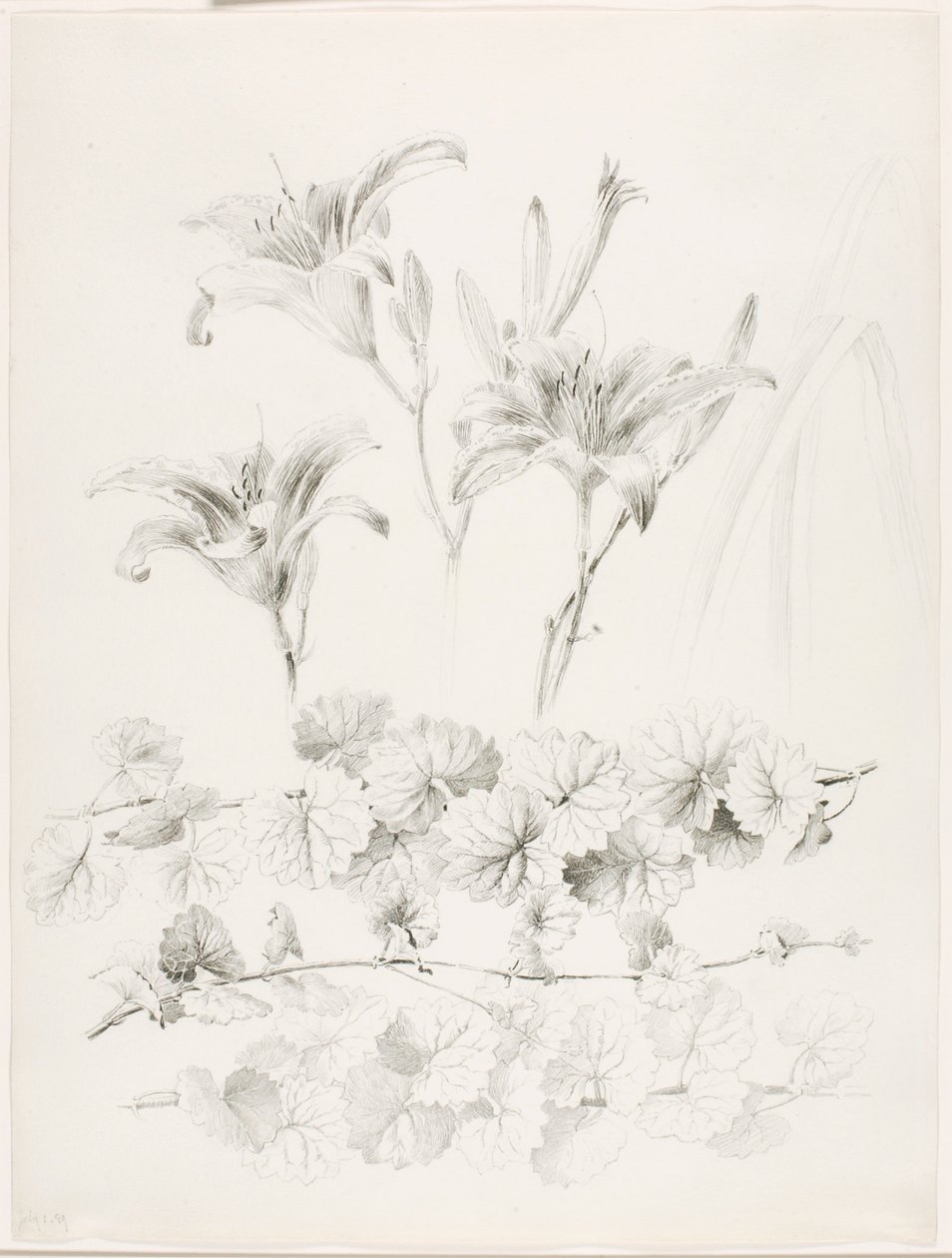 Sin título (Lirios y hiedra terrestre) (Glecoma Hederacea) de George Elbert Burr