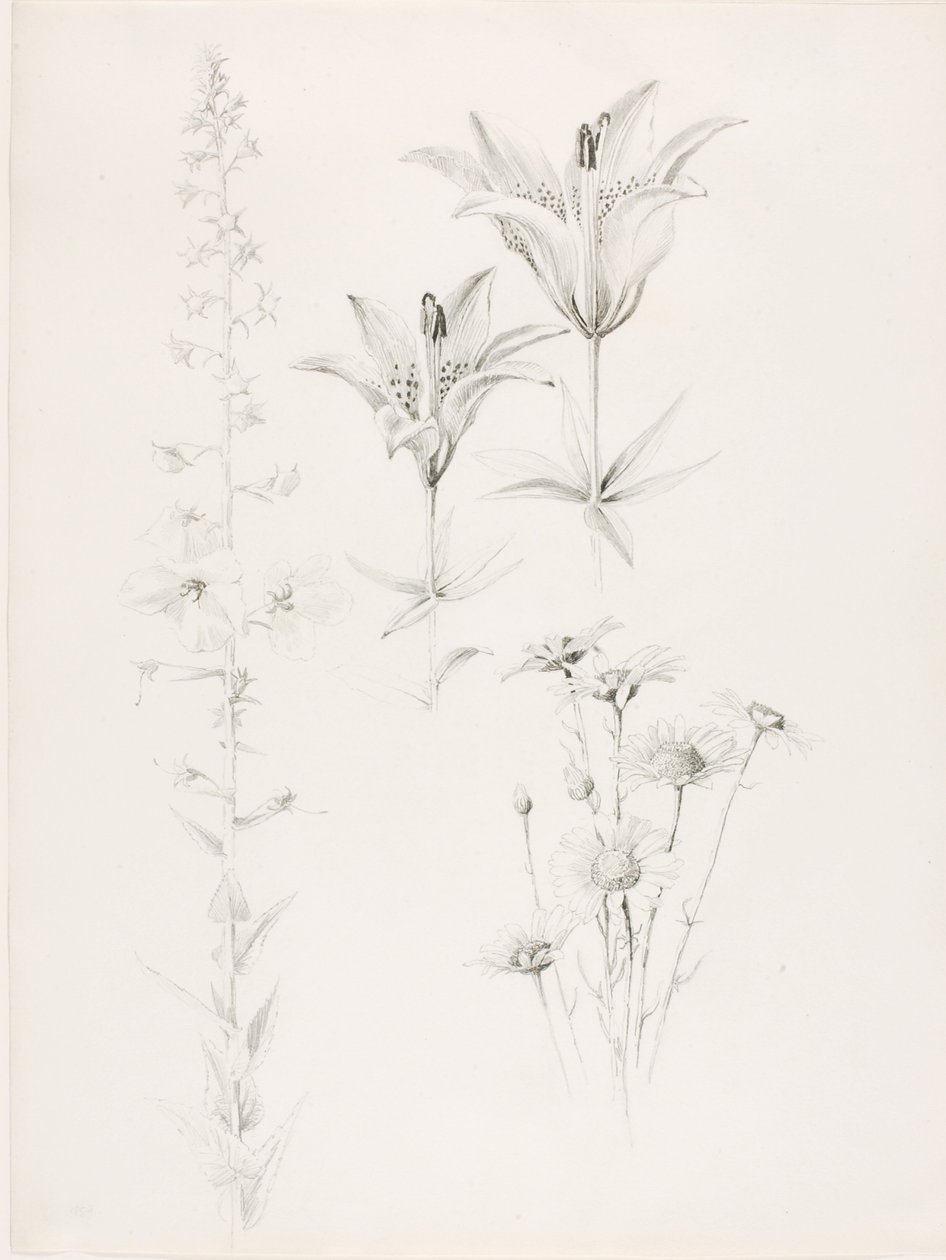 Sin título (Lirio, Margarita, Hibisco) de George Elbert Burr