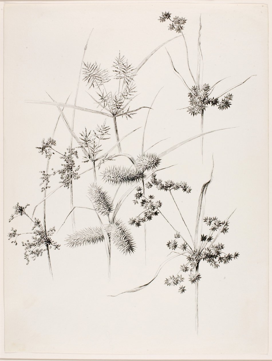 Sin título (Sedge Grasses) de George Elbert Burr