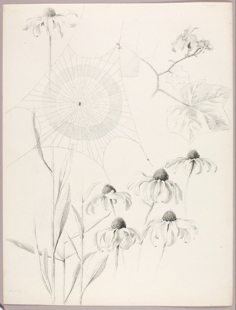 Sin título (Tela de araña y margaritas) de George Elbert Burr