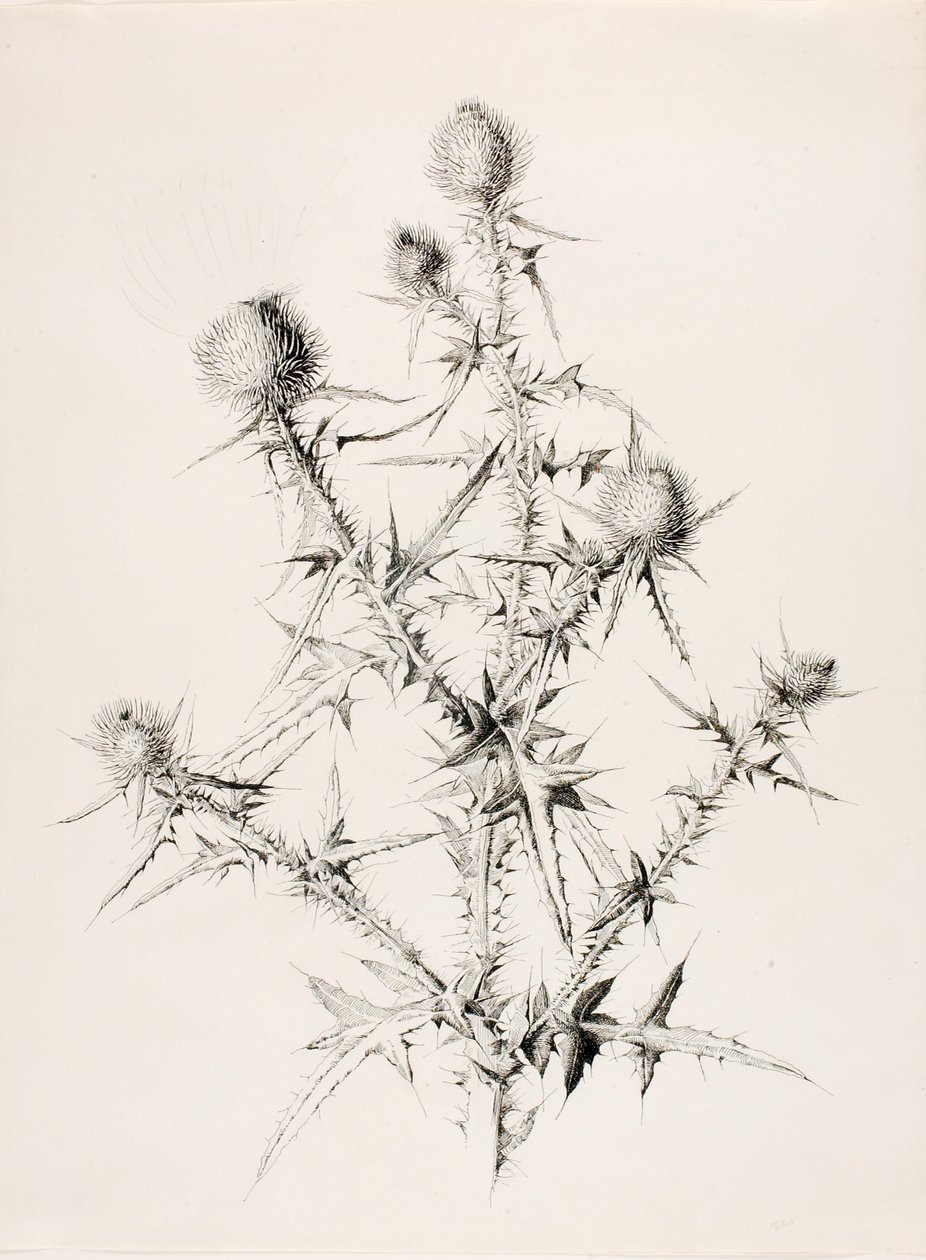 Sin título (Cardo) de George Elbert Burr