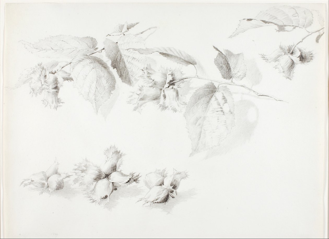 Sin título (Avellano silvestre, Corylus americana) de George Elbert Burr