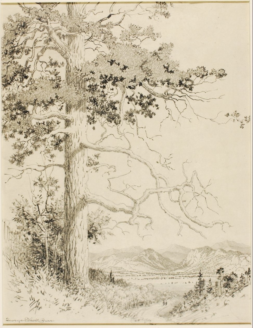 Sin título (dibujo de transferencia para Old Pine, Estes Park) de George Elbert Burr