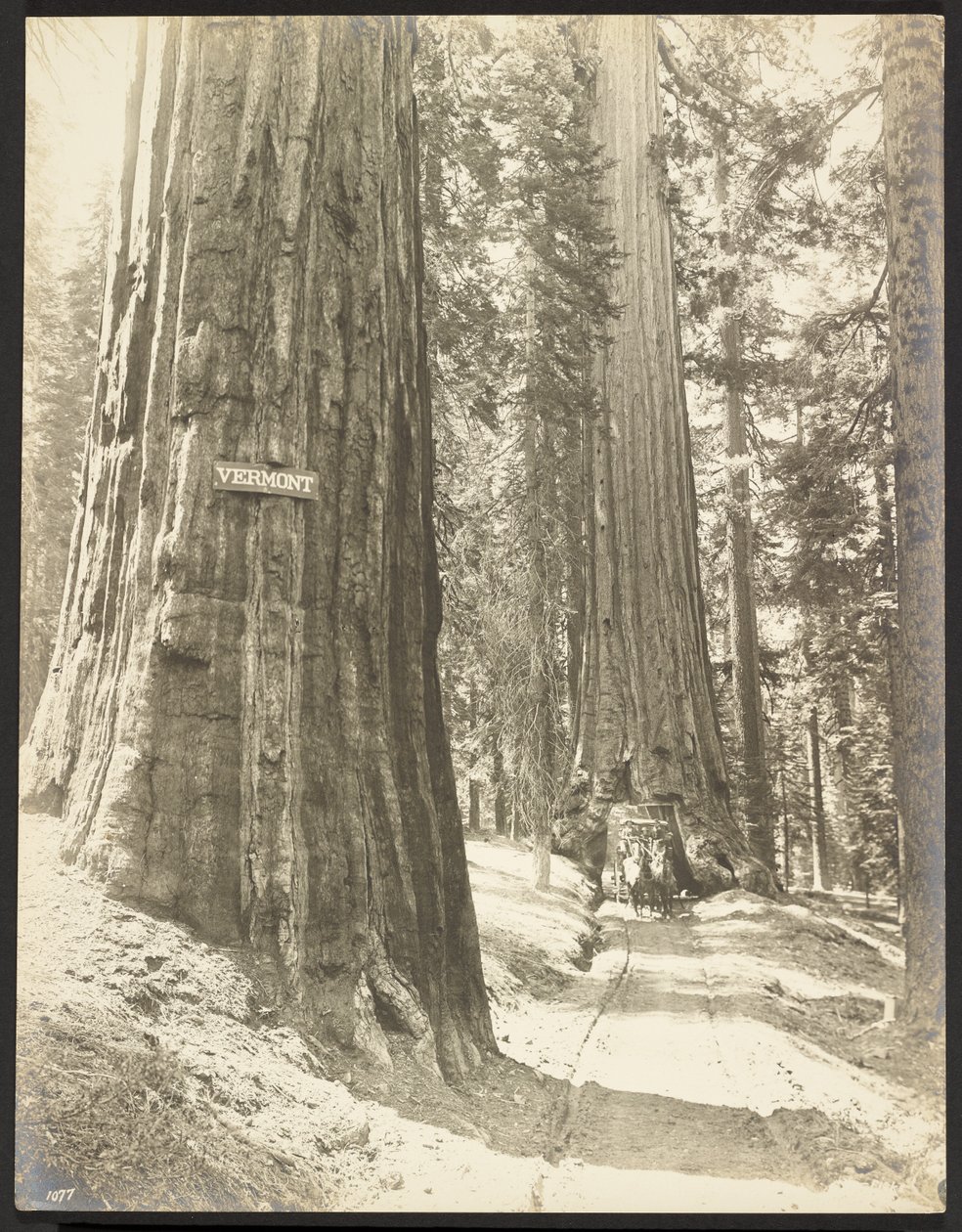 Paseo por Wawona, Mariposa Grove. Diámetro 24 ft. de George Fiske