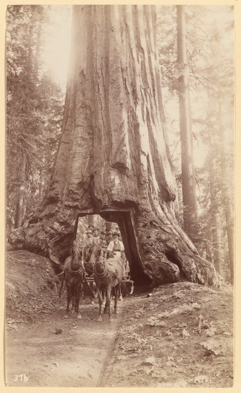Wawona. mostrando etapa en el árbol (diámetro, 30 pies). Mariposa Grove. de George Fiske