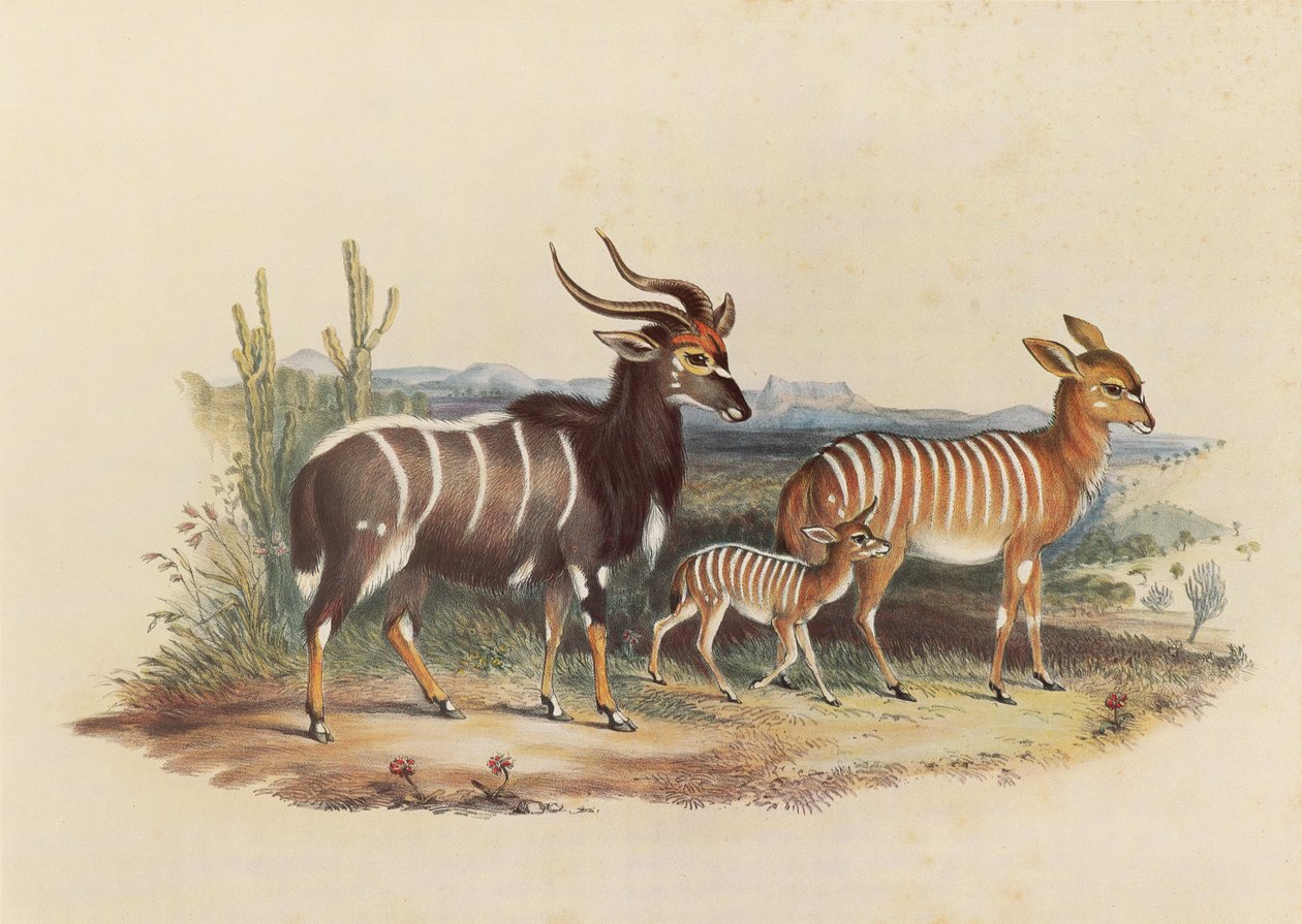 El Nyala de George French Angas
