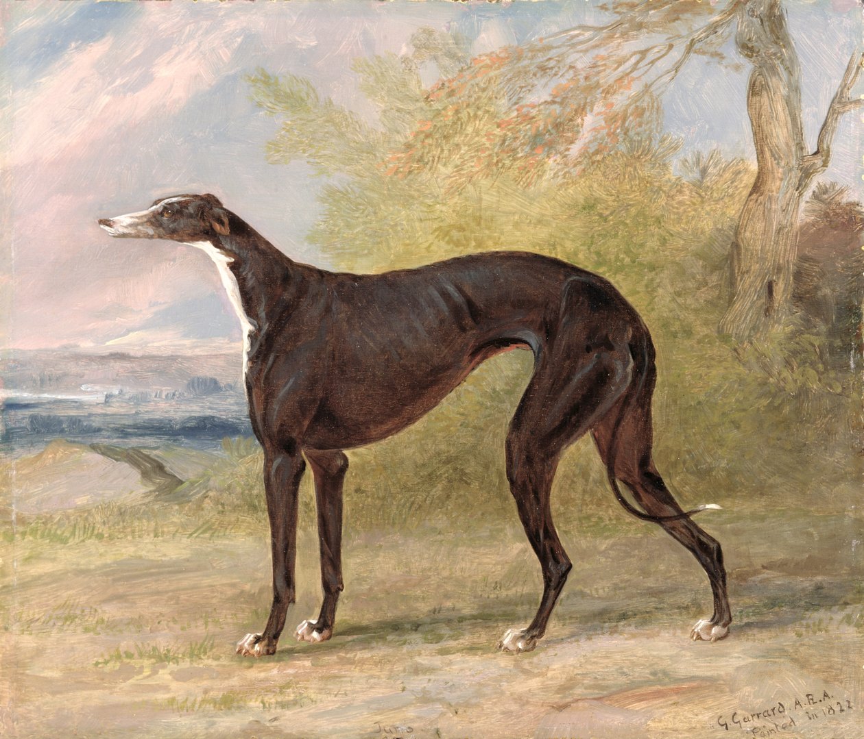 Uno de los galgos ganadores de George Lane Fox: la galga blanca y negra, Juno, también conocida como Elizabeth de George Garrard
