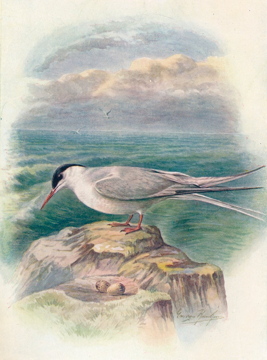 Charrán ártico - Sterna macrura, c1910, 1910 de George James Rankin