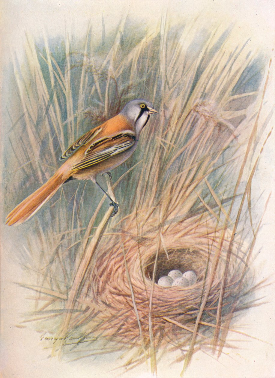 Bigotudo o Panurus biarmicus, c1910, 1910 de George James Rankin