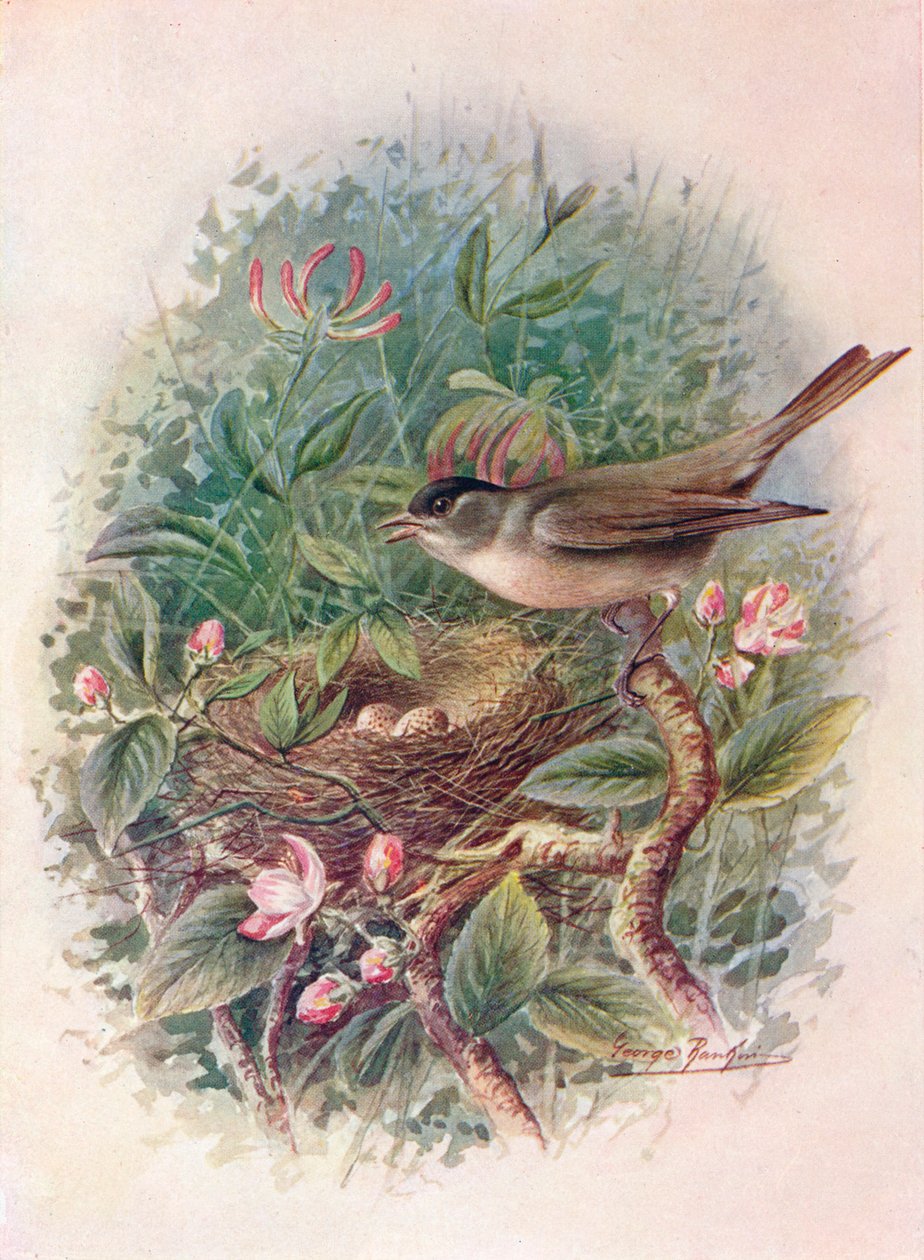 Curruca capirotada - Sylvia atricapilla, c. 1910, 1910 de George James Rankin
