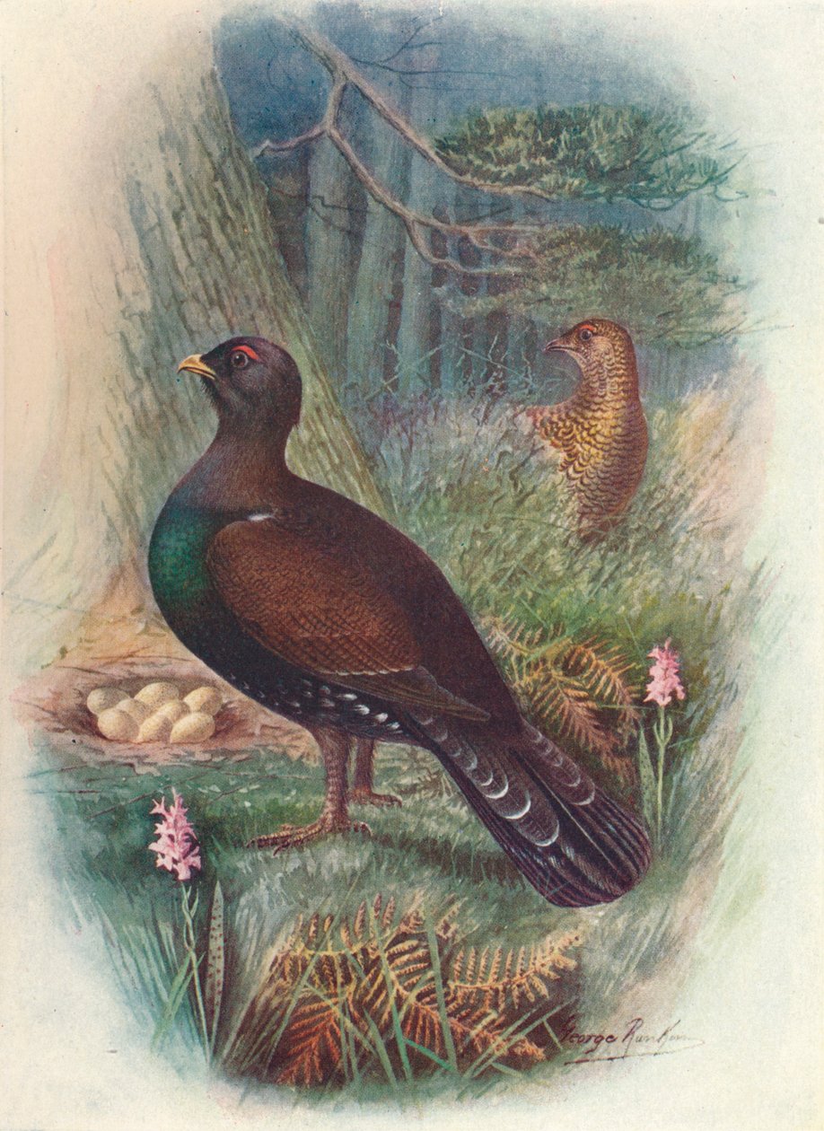 Urogallo, c. 1910 de George James Rankin