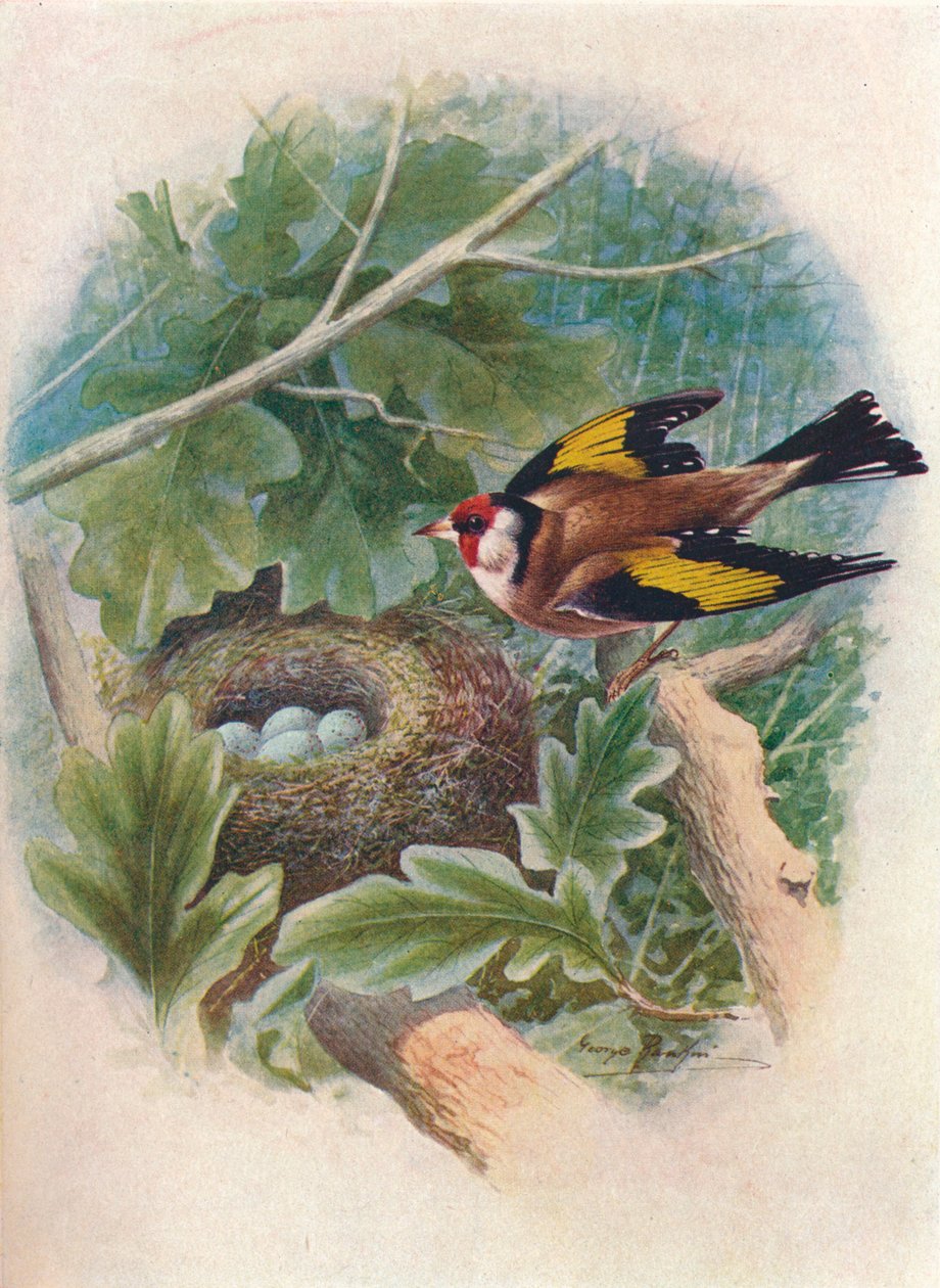 Jilguero - Carduelis elegans, c1910, 1910 de George James Rankin