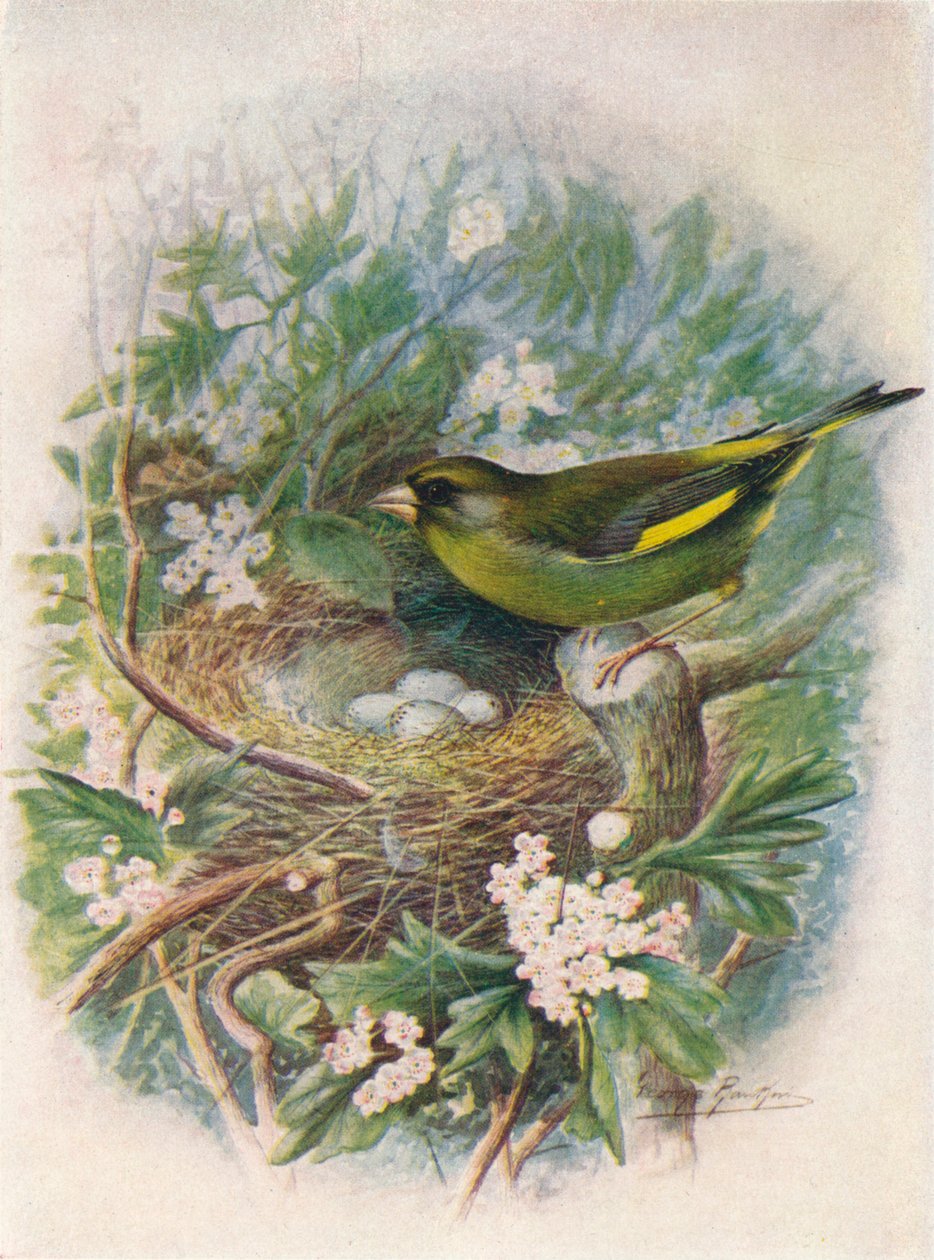 Verderón - Ligurinus chloris de George James Rankin