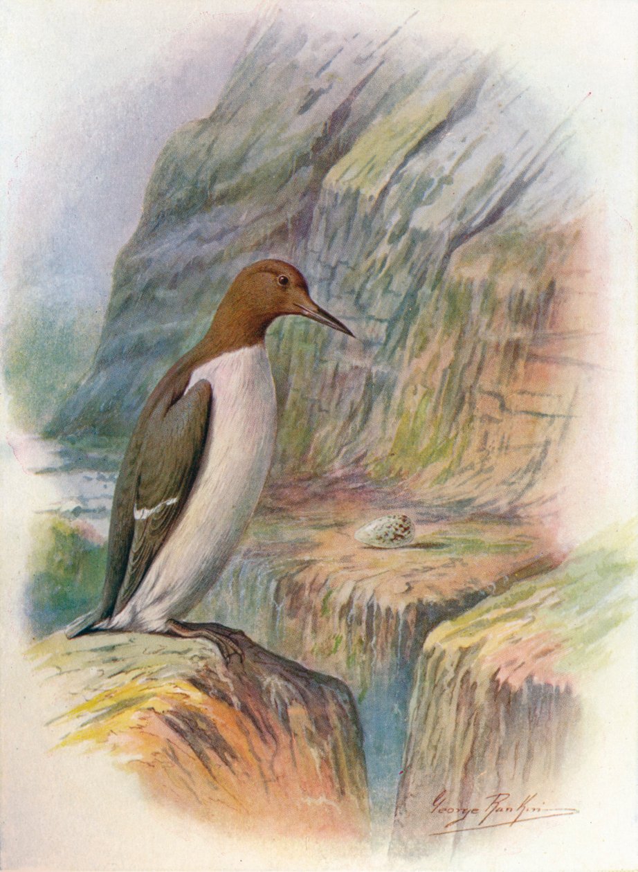 Arao común - Uria troile de George James Rankin